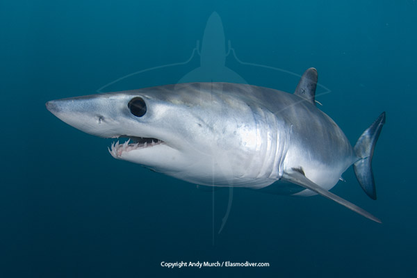 Shortfin Mako Shark Information and Pictures